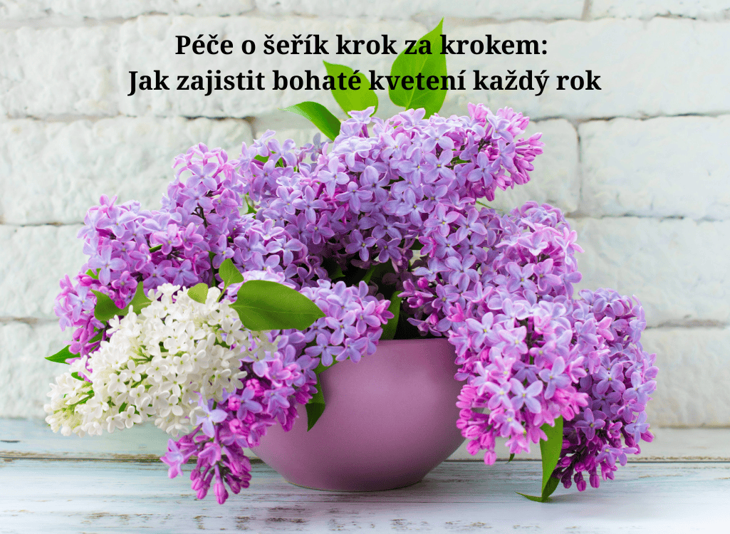 Péče o šeřík krok za krokem: Jak zajistit bohaté kvetení každý rok