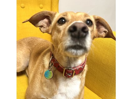 By Evka psí známka kulatá barevná vlastní text a symboly (5)