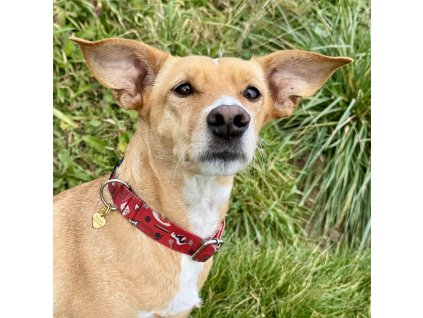 By Evka psí známka (30)