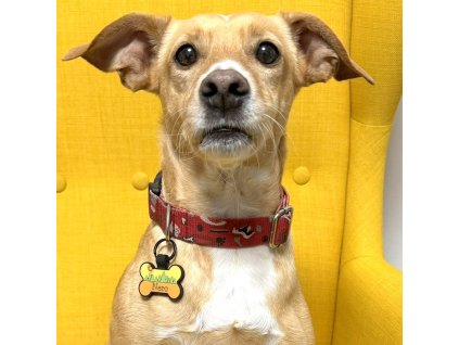 By Evka silikonová psí známka, ve tvaru kosti, která necinká oranžové lesy a slunce vlastní text (1)