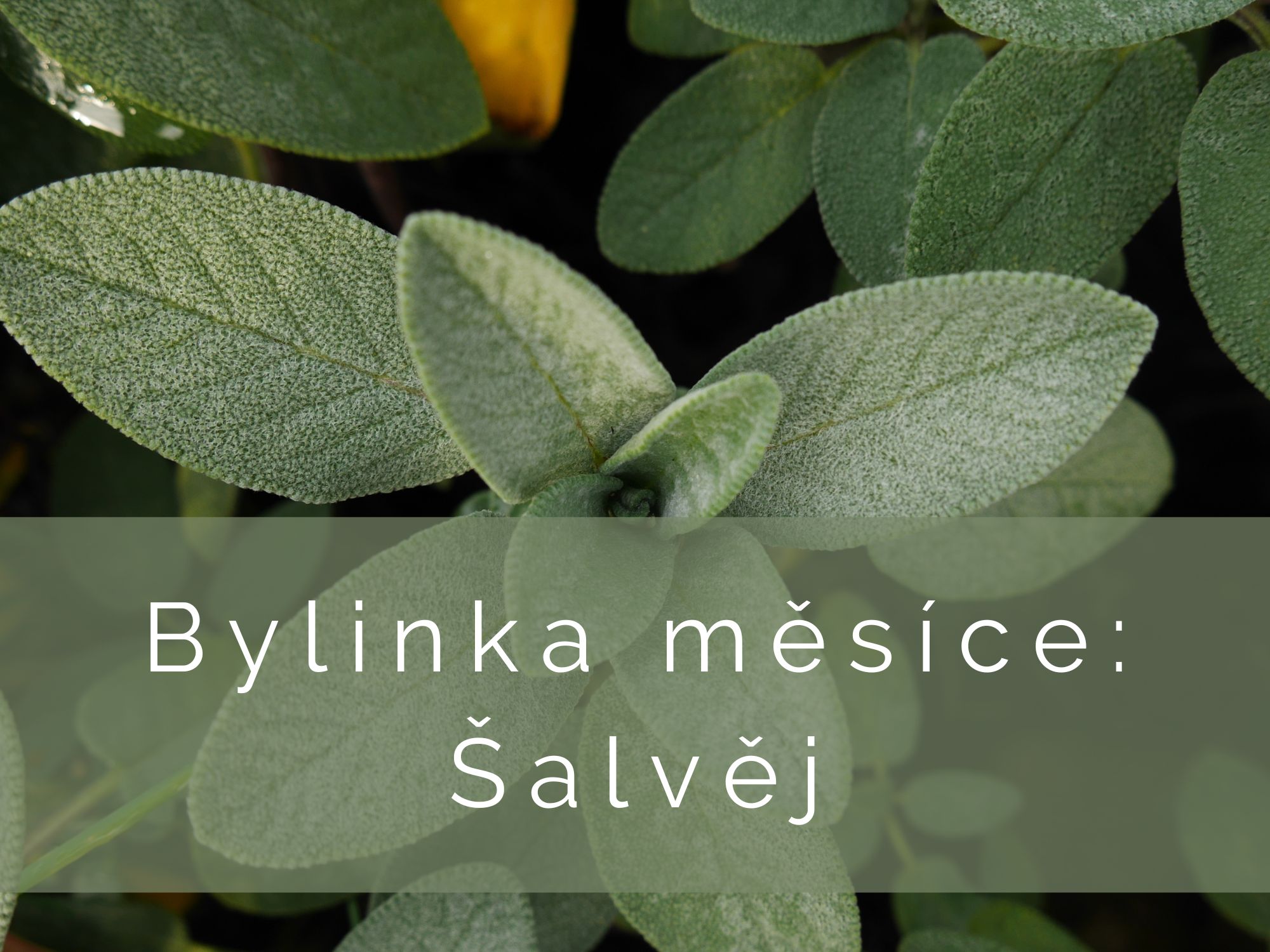 Bylinka měsíce: Šalvěj