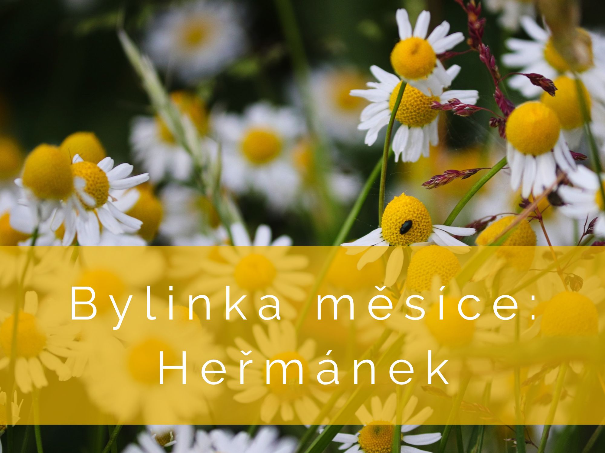 Bylinka měsíce: Heřmánek