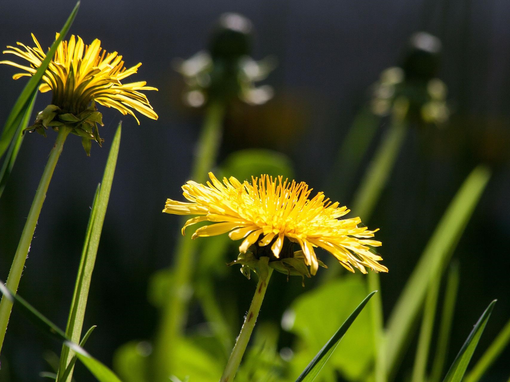 Něco málo o bylinkách: Smetánka lékařská