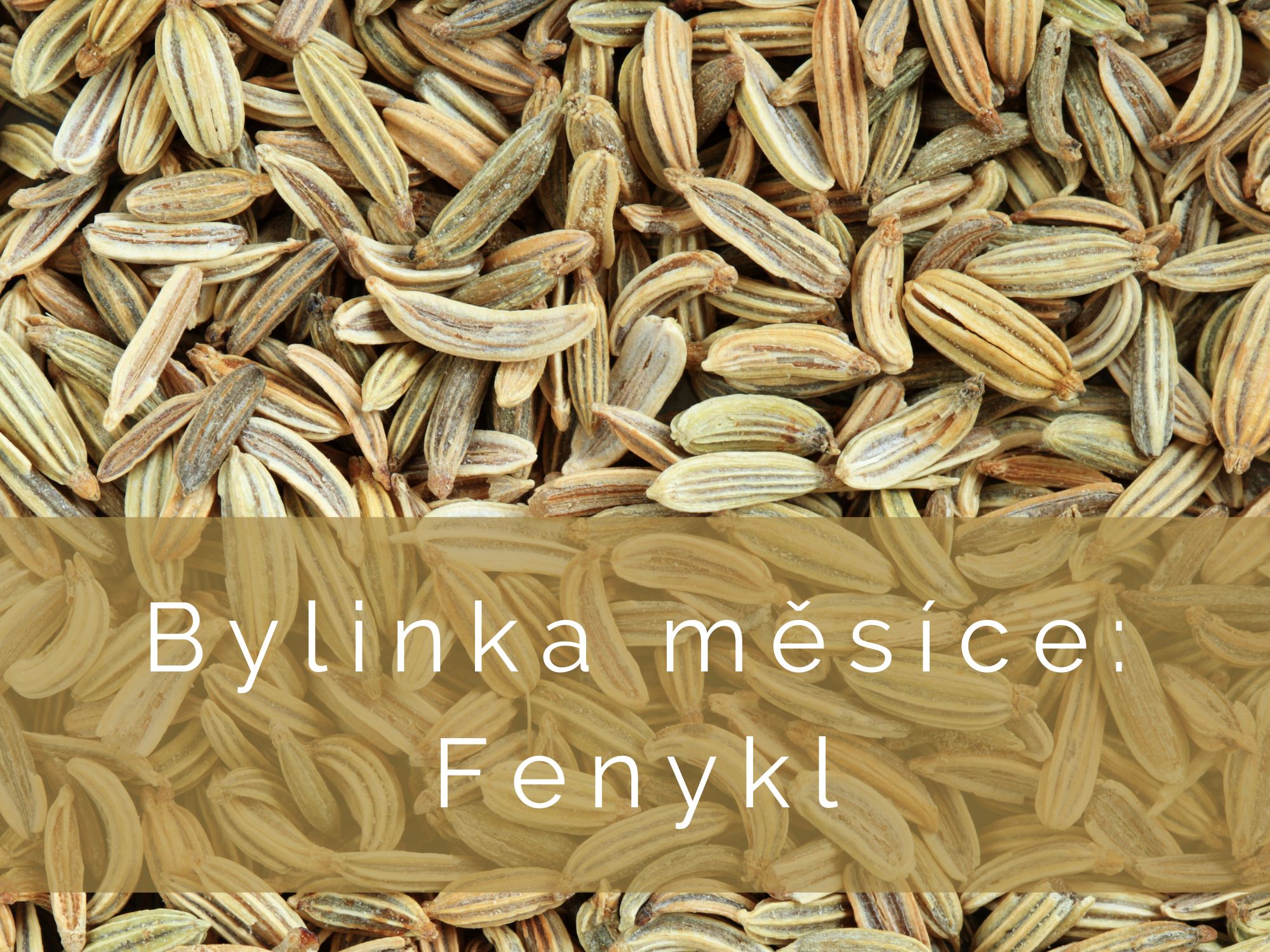 Bylinka měsíce: Fenykl