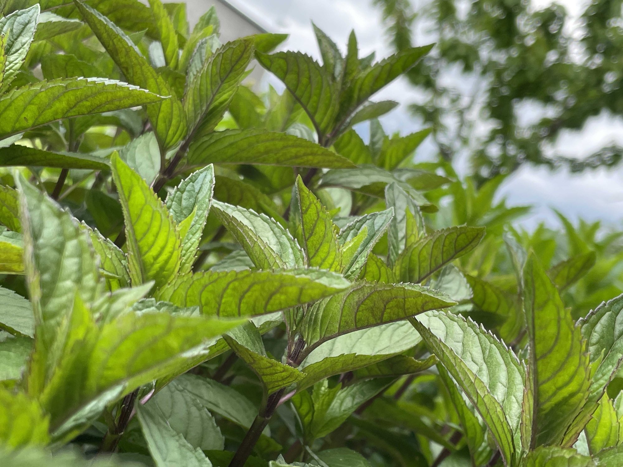 Bylinkový kalendář na květen: Co začít sbírat a jak na domácí sušení ?