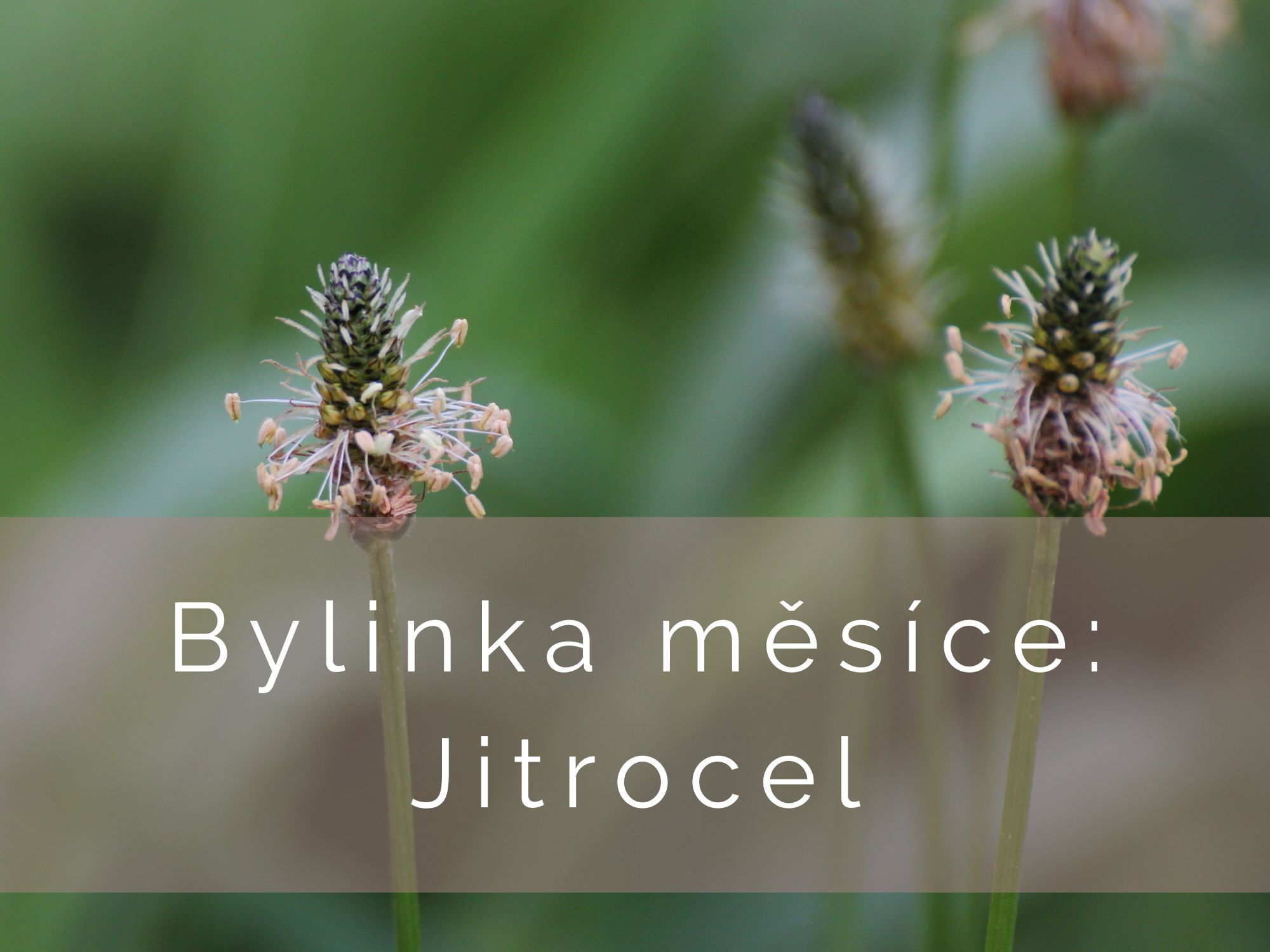 Bylinka měsíce: Jitrocel kopinatý