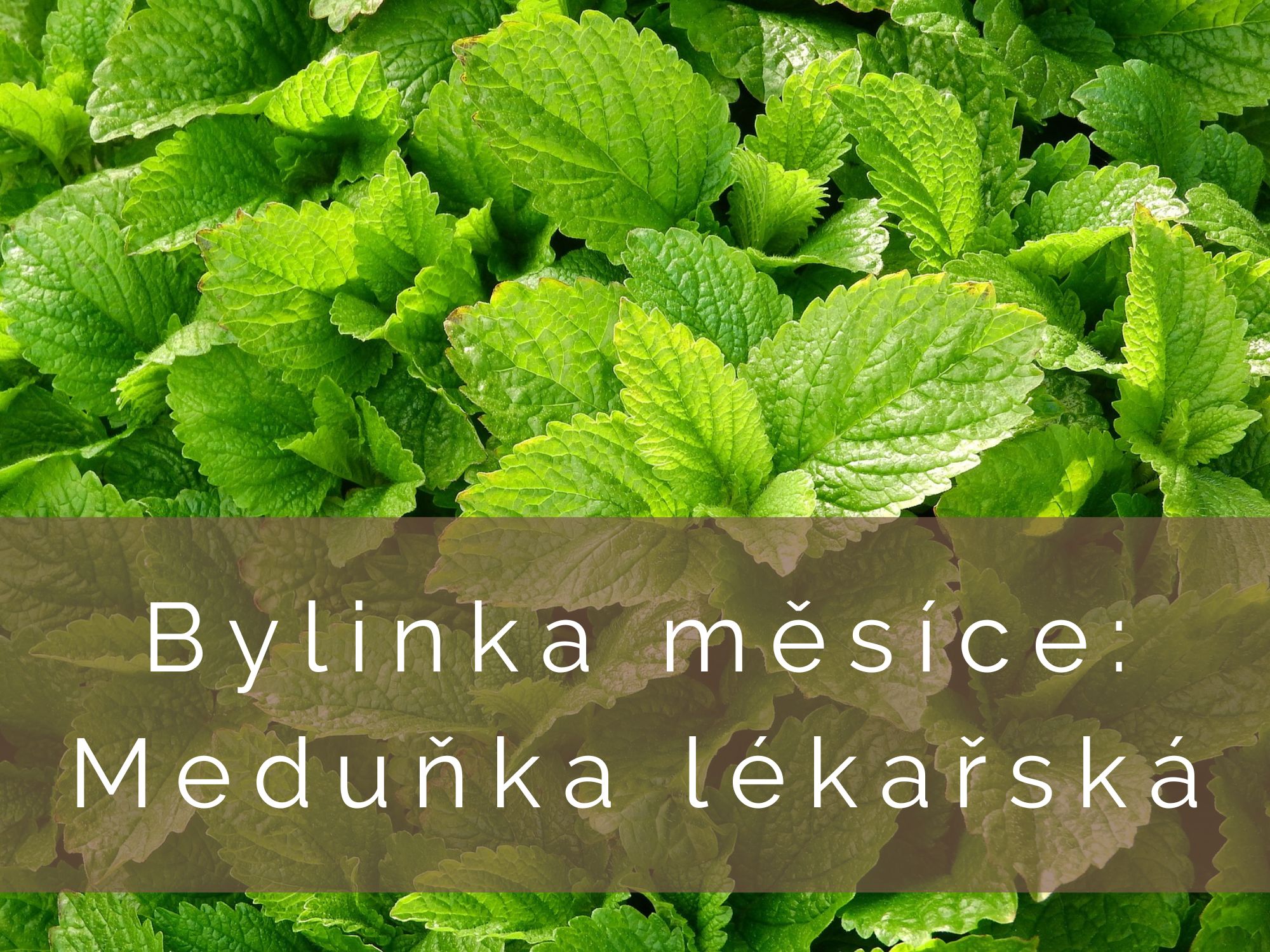 Bylinka měsíce: Meduňka lékařská