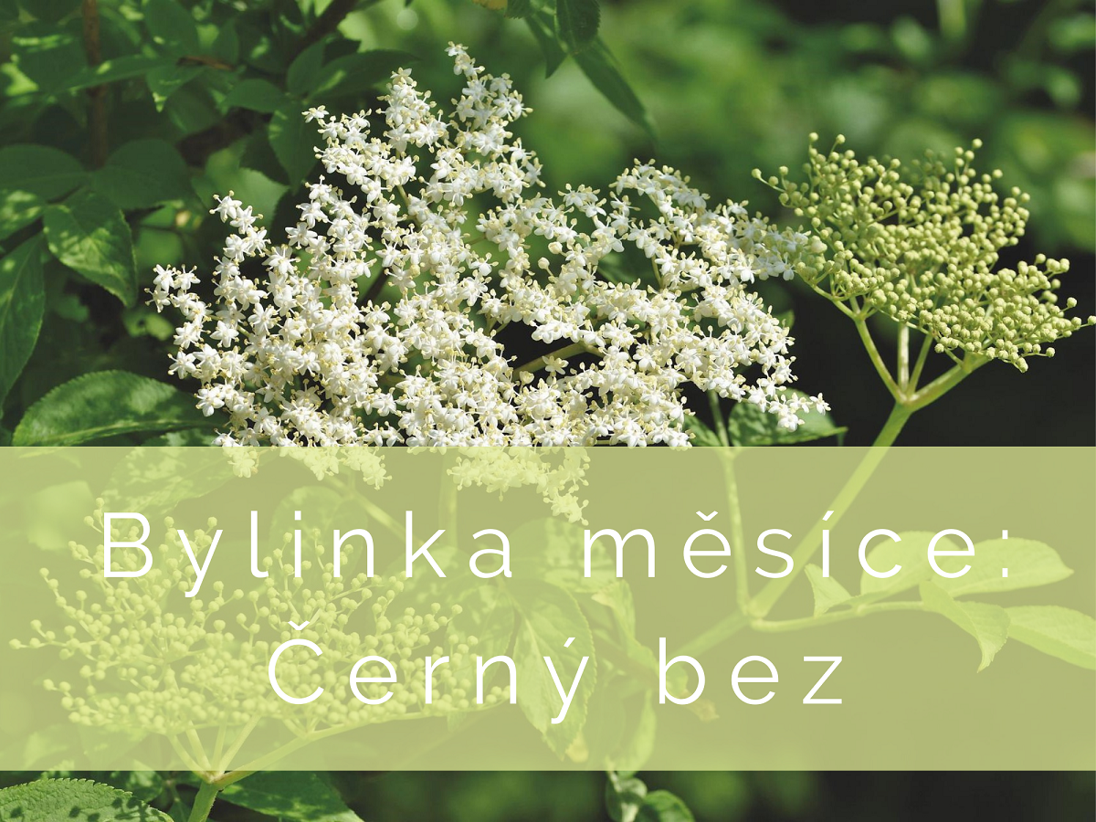 Bylinka měsíce: Černý bez