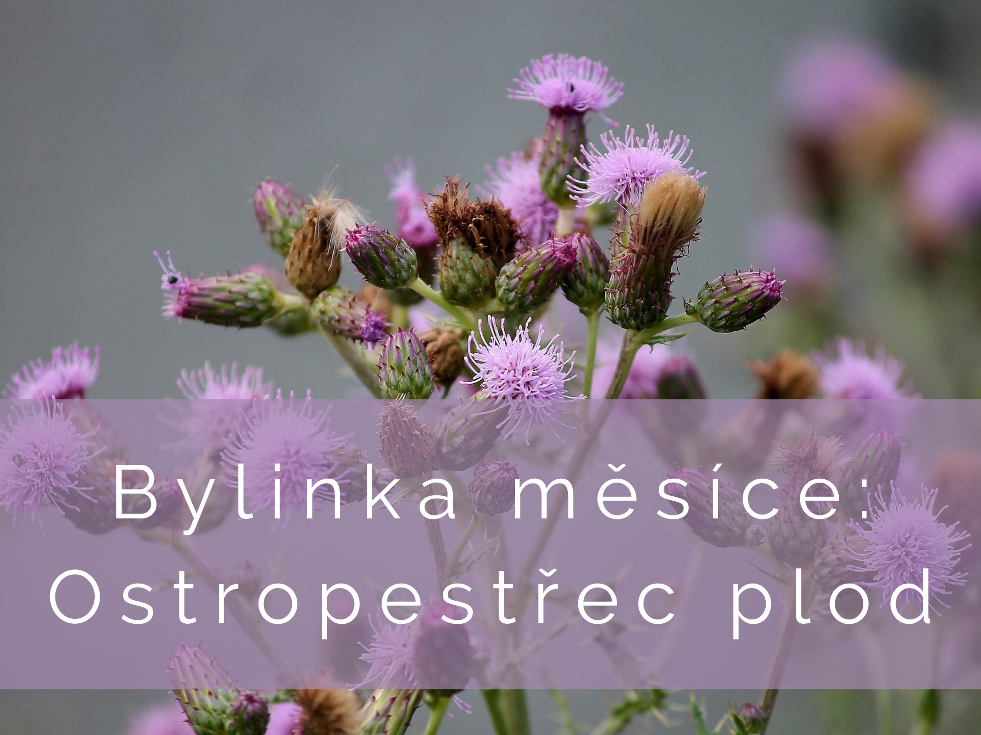 Bylinka měsíce: Ostropestřec plod