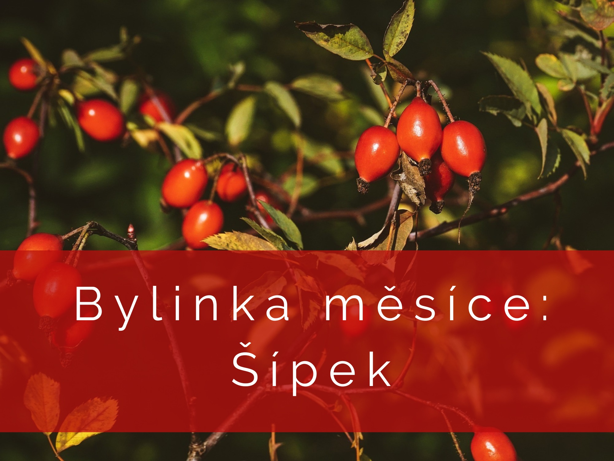 Bylinka měsíce: Šípek