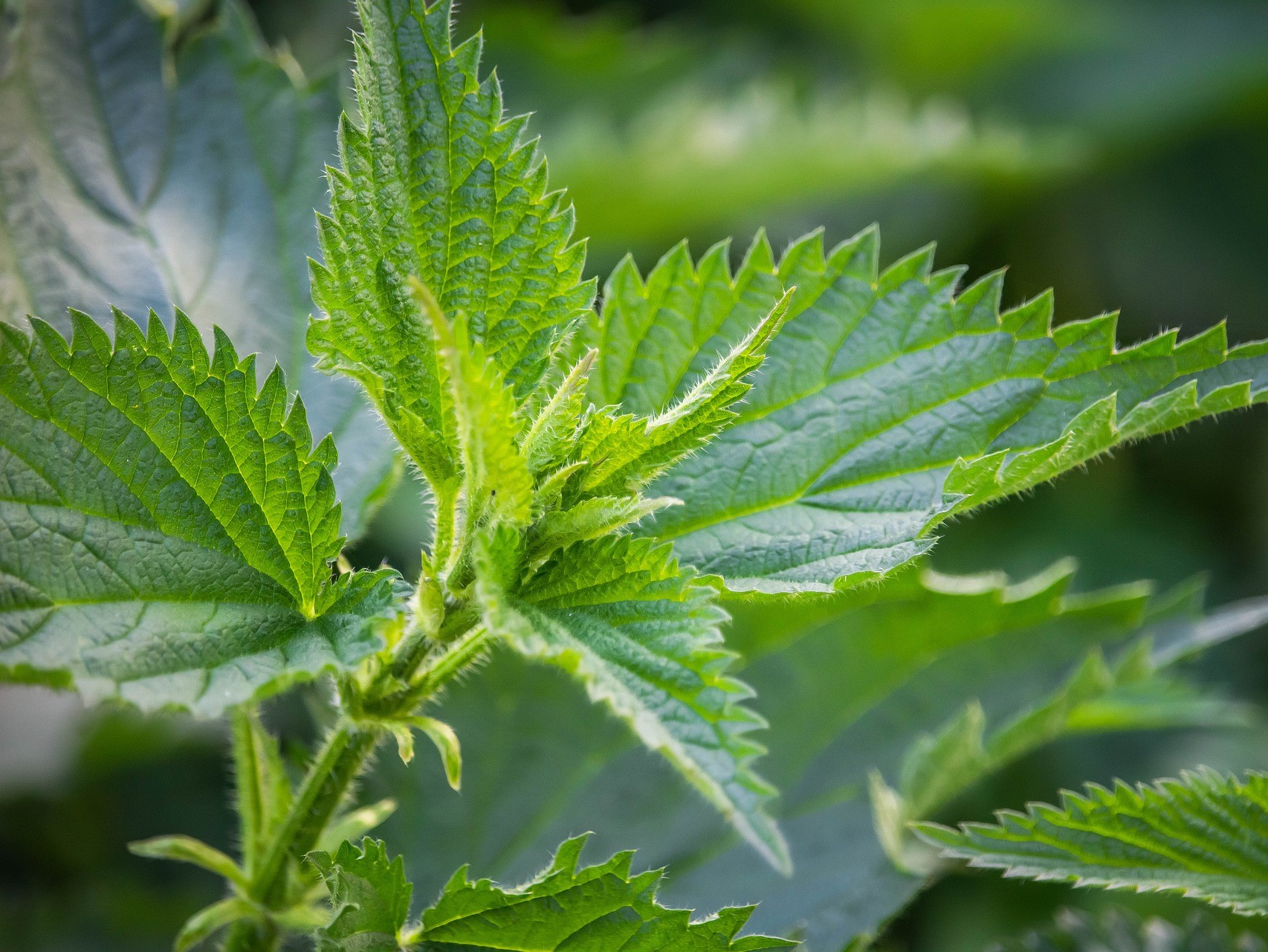 Něco málo o bylinkách: Kopřiva dvoudomá