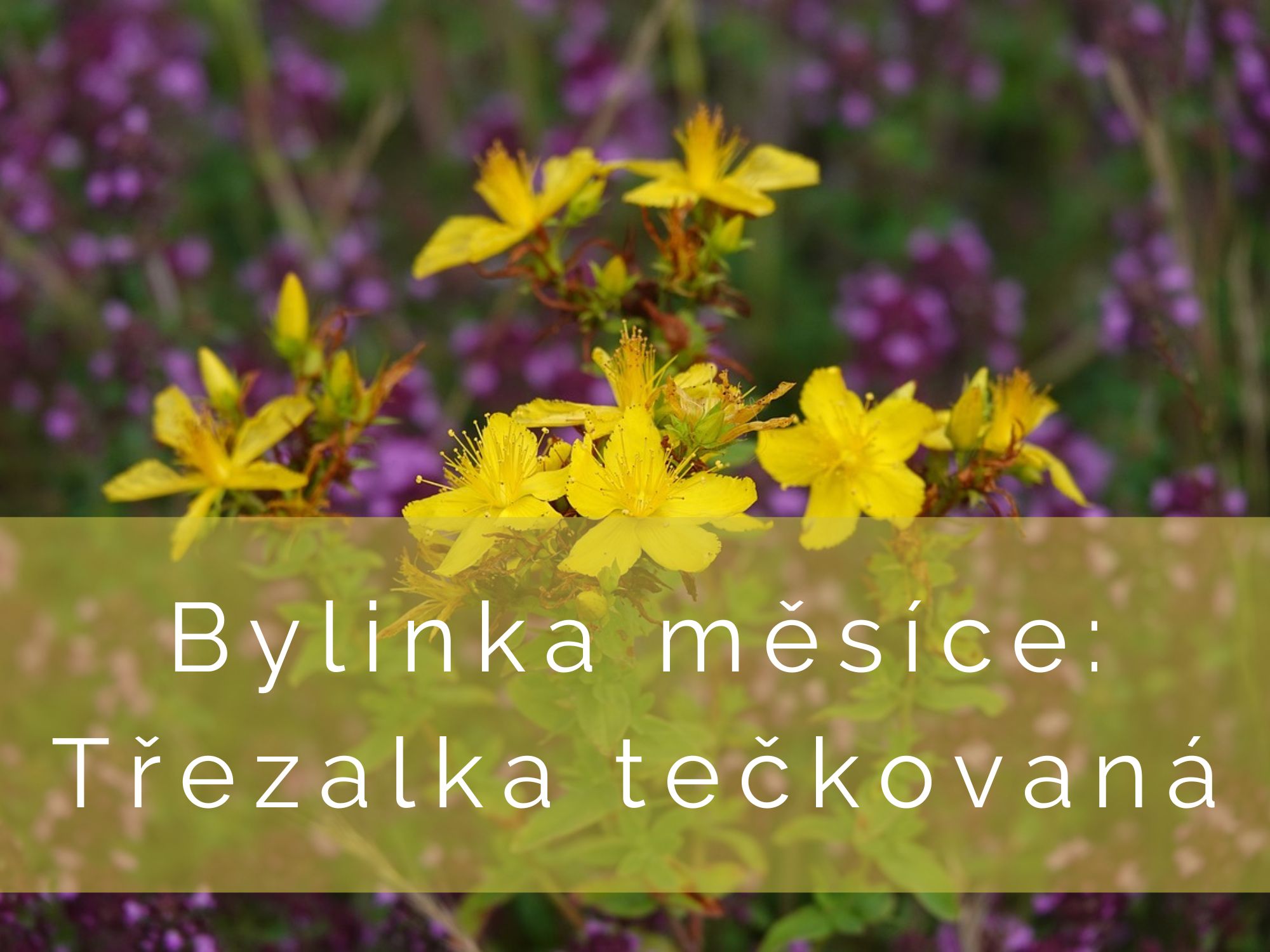 Bylinka měsíce: Třezalka tečkovaná