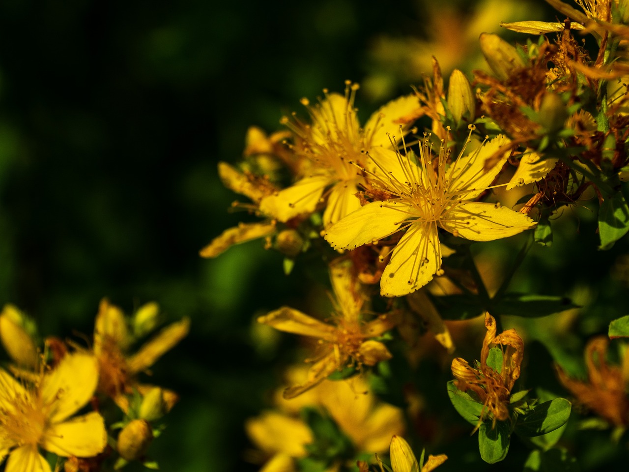 st-johns-wort-gd1754d040_1280