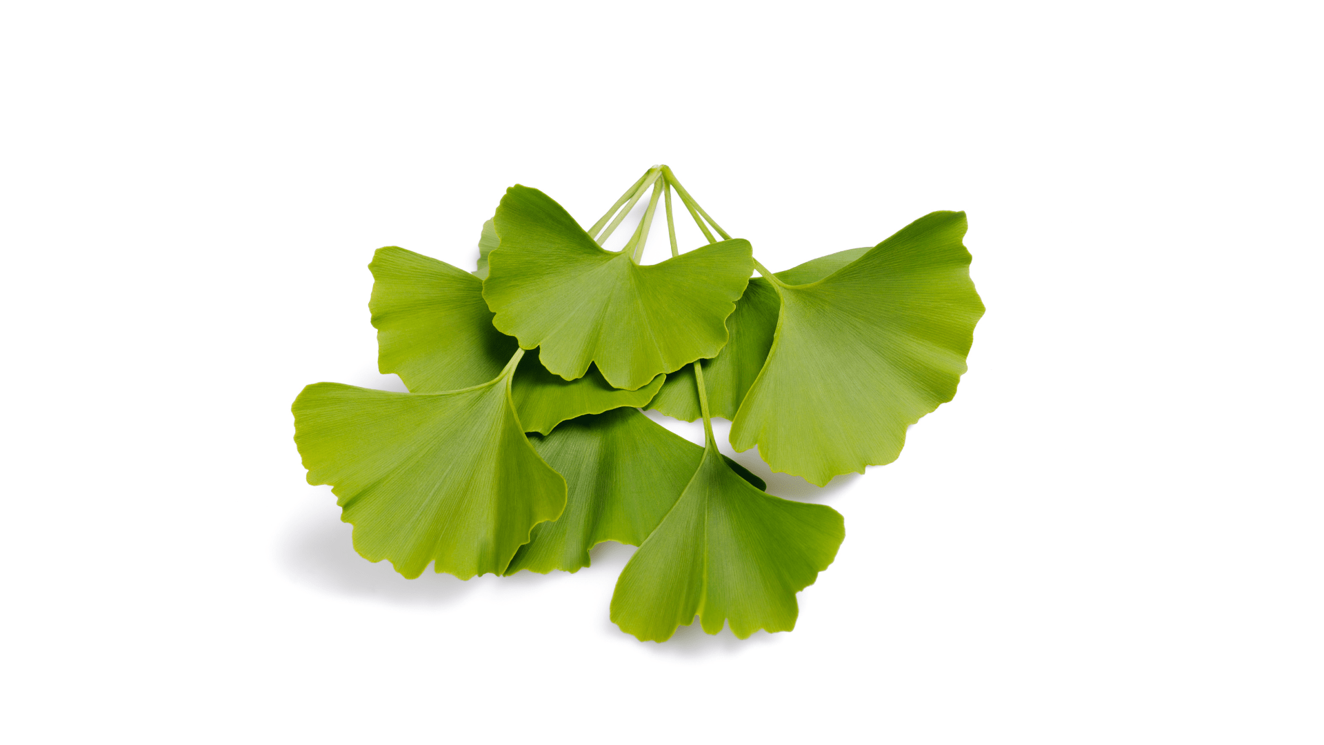 ginkgo-min