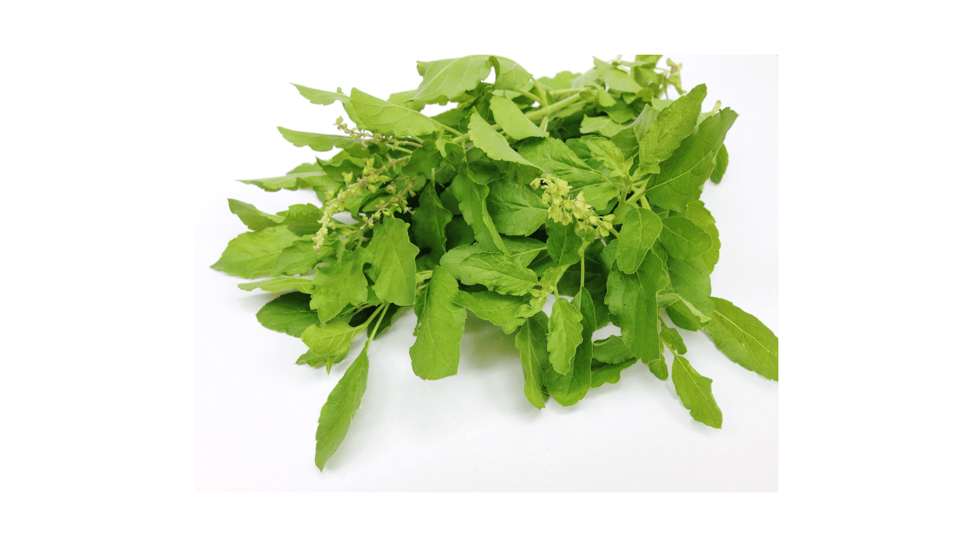 tulsi-min