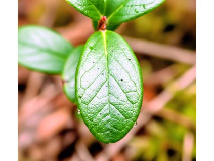 BRUSNICA LIST♡Folium vitis idaeae
