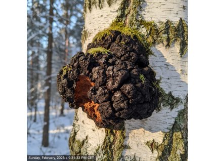 ČAGA HUBA MLETÁ♡Ryšavec šikmý / latinsky : Inonotus obliquus
