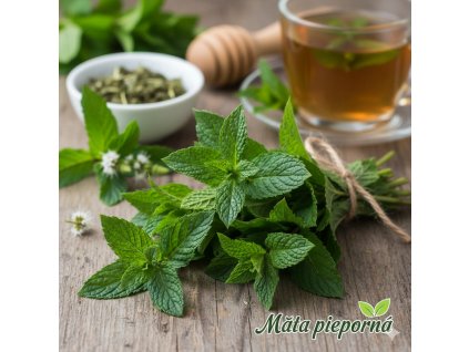 MÄTA PIEPORNÁ♡/ Mentha piperita/