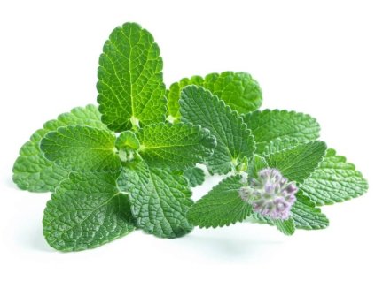 MÄTA PIEPORNÀ / Mentha piperita/