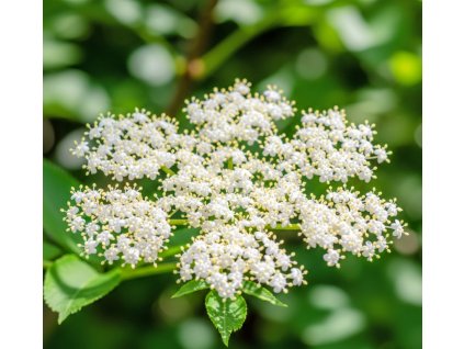 BAZA  ČIERNA KVET♡Flos sambuci