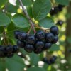 ARÓNIA ČIERNOPLODÁ ♡ /FRUKTUS ARONIAE/
