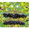 BAZA ČIERNA PLOD♡Sambucus nigra