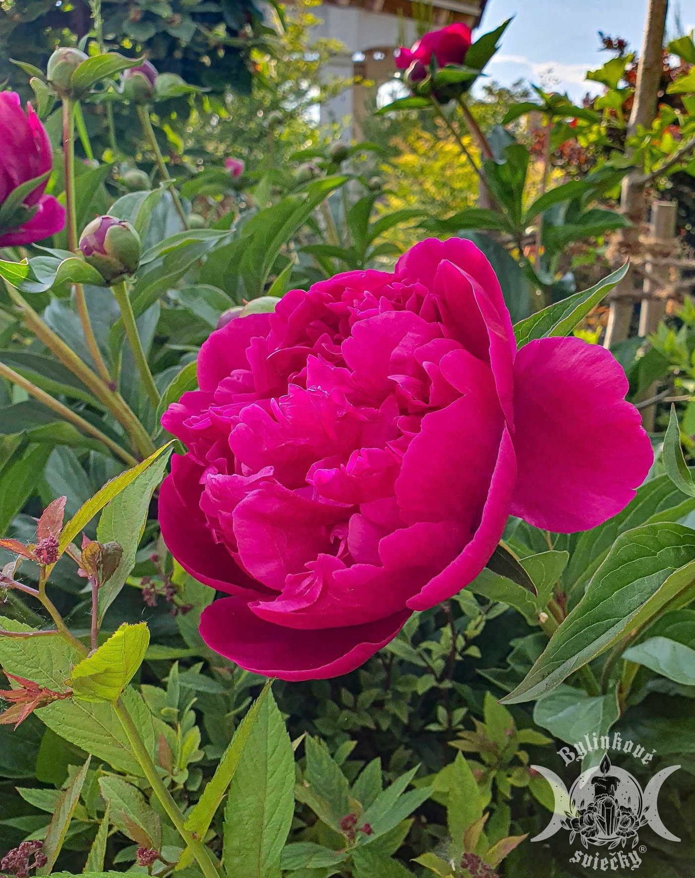 PIVÓNIA (lat.Paeonia)
