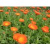 MĚSÍČEK LÉKAŘSKÝ (Calendula officinale) - semena