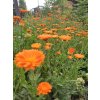 MĚSÍČEK LÉKAŘSKÝ (Calendula officinale) - semena