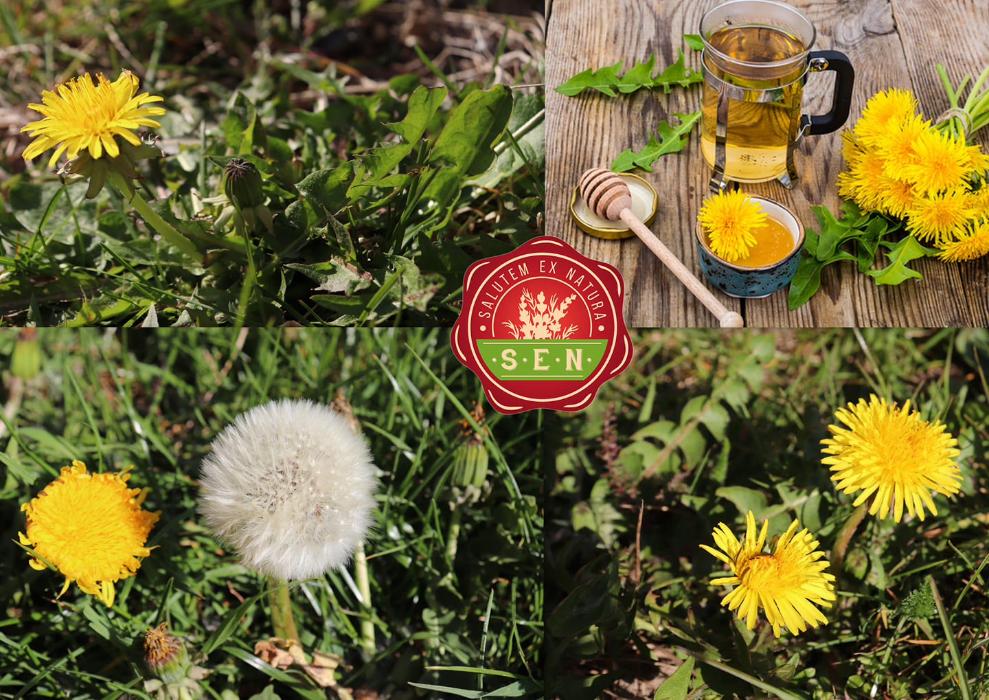 Pampeliška lékařská