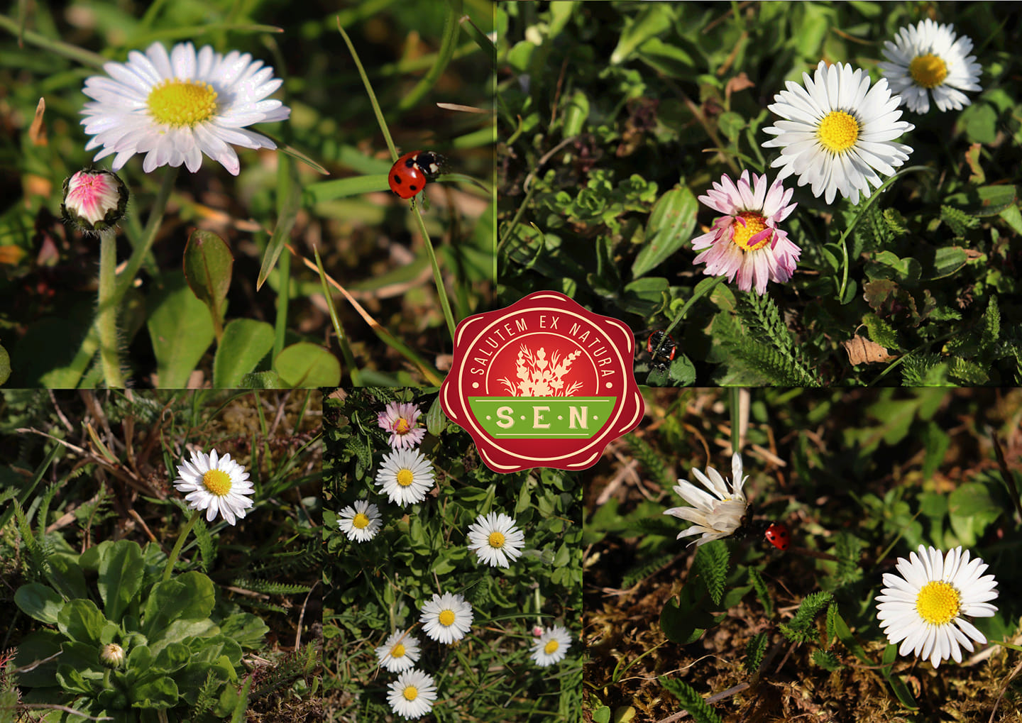 Sedmikráska chudobka