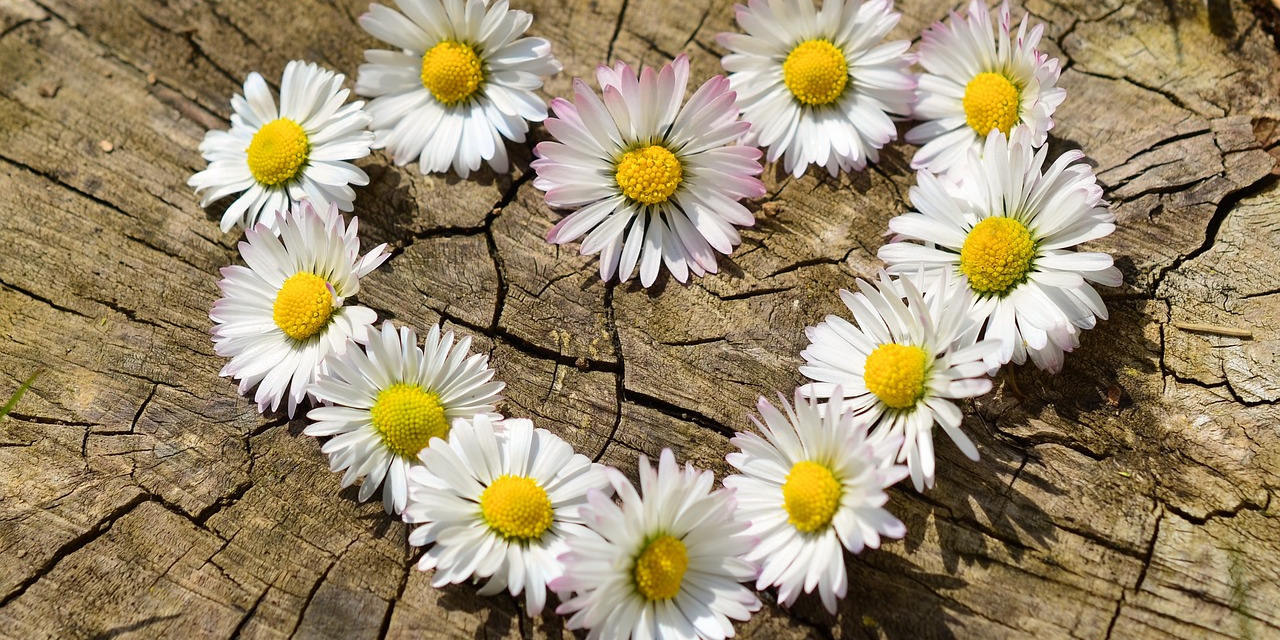 Zdraví a měsíce v čínské medicíně – Květen