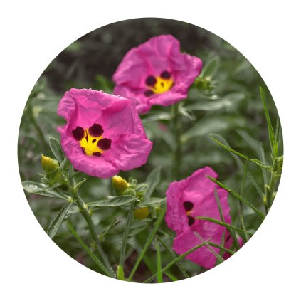 Cistus Incanus (Růže skalní)