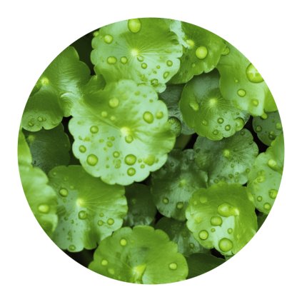 Gotu kola (Pupečník asijský)