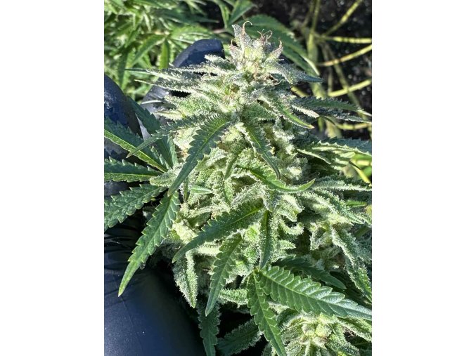 207abfe3 e1bc 402b bdb3 ef26b833feb8