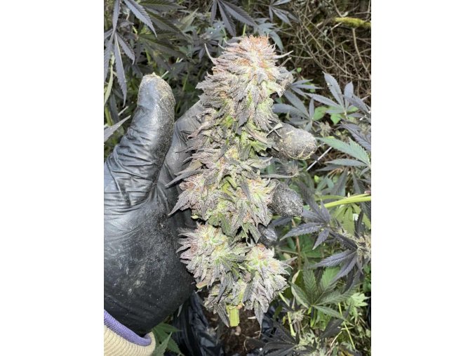 747a1243 08f9 4dc6 9b6f f50b477cb4cc