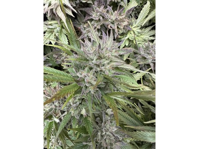 5c3f4408 350e 4d0e 8dd6 412acf6f3894