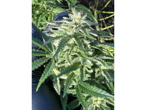 207abfe3 e1bc 402b bdb3 ef26b833feb8