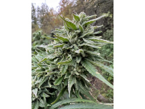 c72aa492 5aad 47b2 a1ca e05c62d494d2