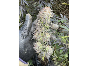 747a1243 08f9 4dc6 9b6f f50b477cb4cc