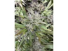 5c3f4408 350e 4d0e 8dd6 412acf6f3894