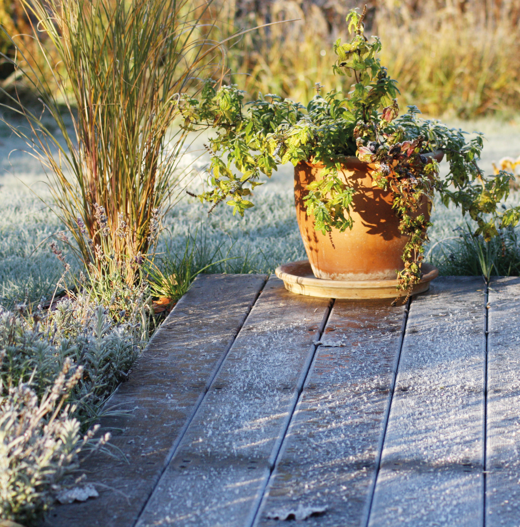 Naše Bylinná lékárna - díl druhý