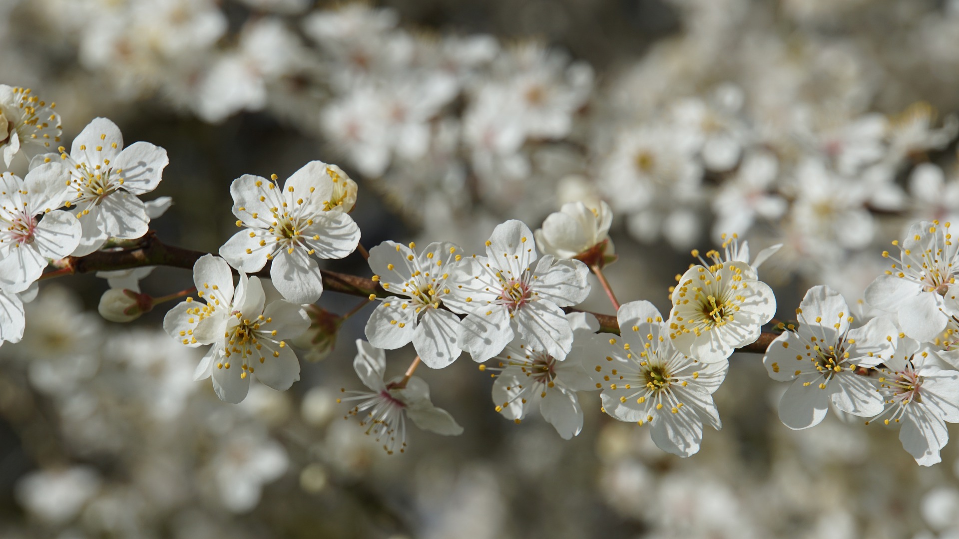 Květen - čas na očistu srdce