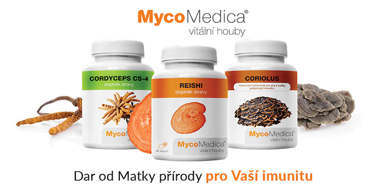Medicinální houby