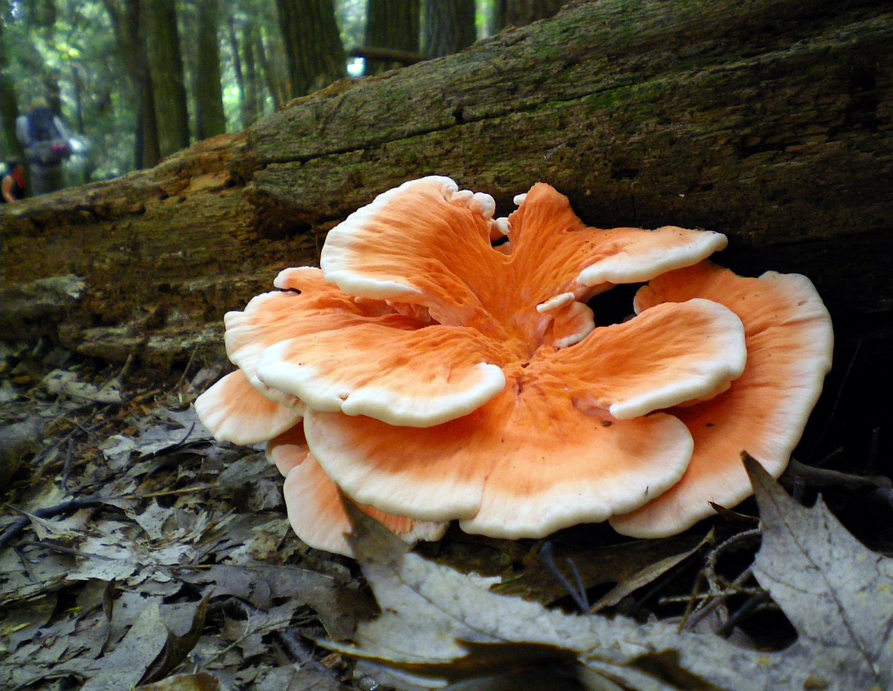 oyster-mushrooms-205854_1280