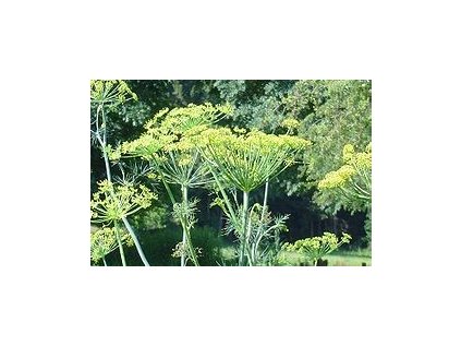 Kopr plod (Fructus anethi)