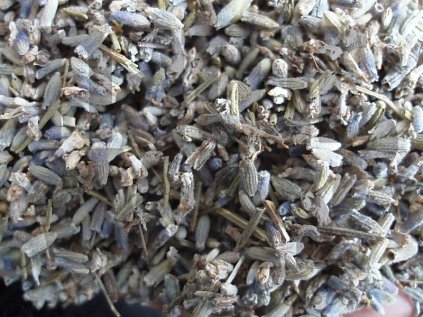 Levandule květ (Lavandula officinalis)