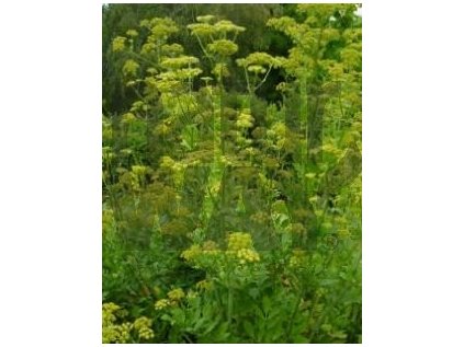 Libeček kořen (Levisticum officinale)