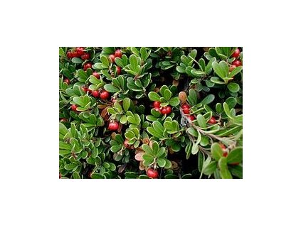 Medvědice list (Uvae ursi folium)