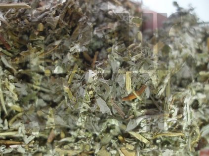 Mochna husí (Anserinae herba)